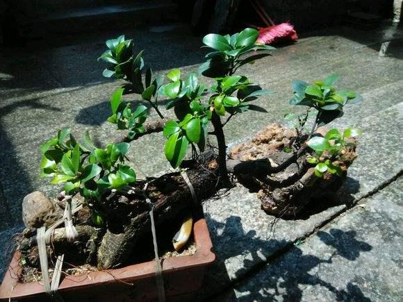 广州：新增黄埔公园盆景展