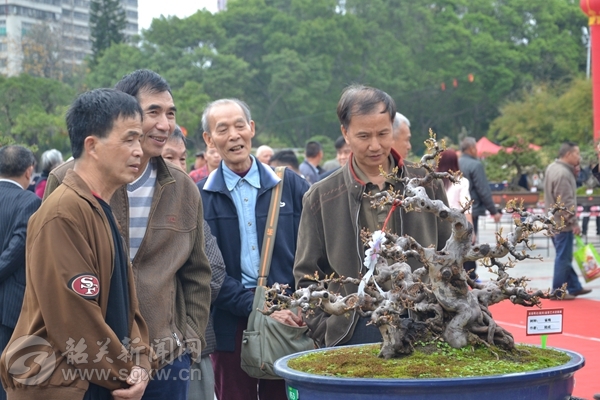 2月27日粤北韶关首届盆景艺术迎春展开幕