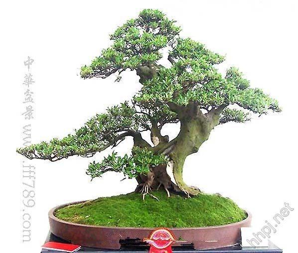 深圳“山水”销海外——深圳设计师苏克非和他的盆景产业