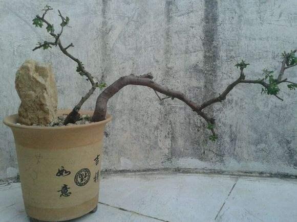 国庆黄金周5万盆花卉盆景扮靓节日珠海