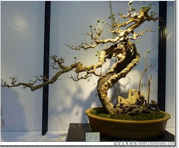 麒麟当选珠海市民最喜爱的盆景