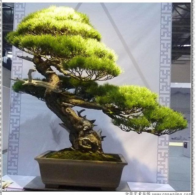 第四届省港澳台盆博会高档精品无一成交