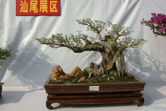 汕头盆景在花博会中获奖