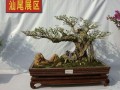 汕头盆景在花博会中获奖