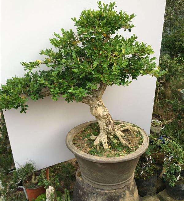 佛山陈村国际盆景赏石博览会进入倒计时