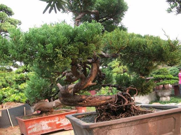 佛山盆景展品运抵大观园 500岁“高龄”黄杨树全场惊艳