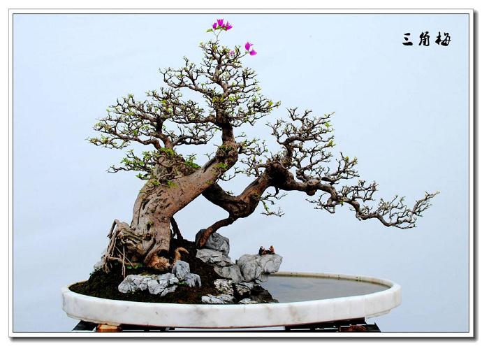 佛山赢得了2006年世界盆景雅石展的主办权