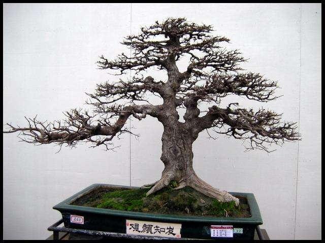 佛山市举办“佛山、平洲、三水盆景联展”