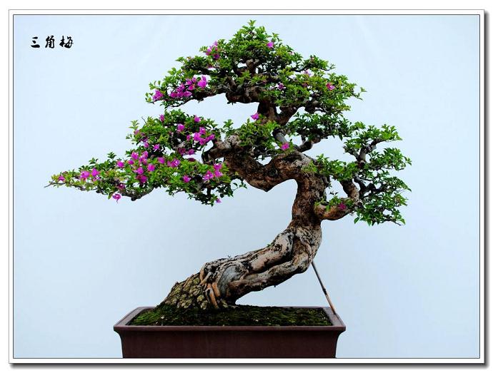 佛山:四“粉友”为筹集毒资 盗取仁寿寺名贵盆景