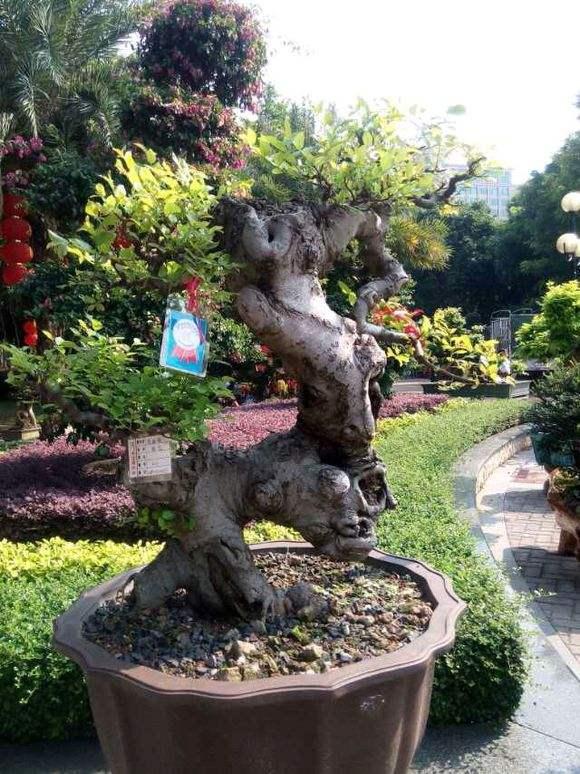 江门盆景展吸引了大量市民前来观赏