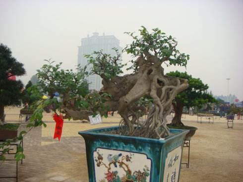 江门盆景协会将有利于江门盆景艺术水平的提高