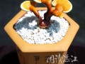 湛江首现灵芝盆景