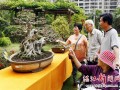 湛江首届社区园林大型盆景艺术展开幕