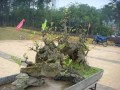 提供湛江的盆景艺术水平 培育盆景产业