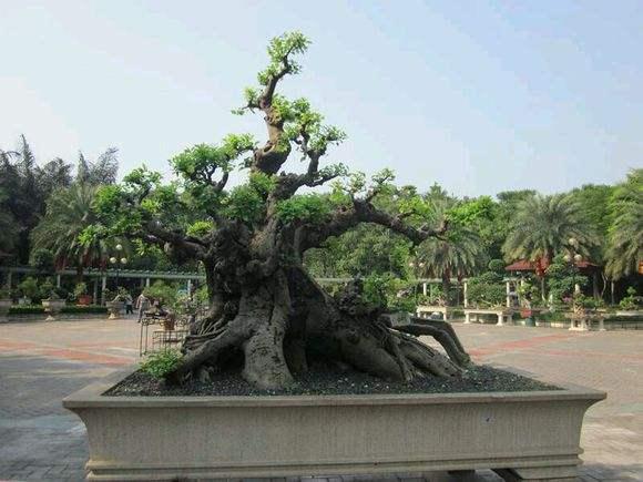 湛江盆景展览会