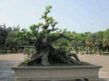 湛江盆景展览会