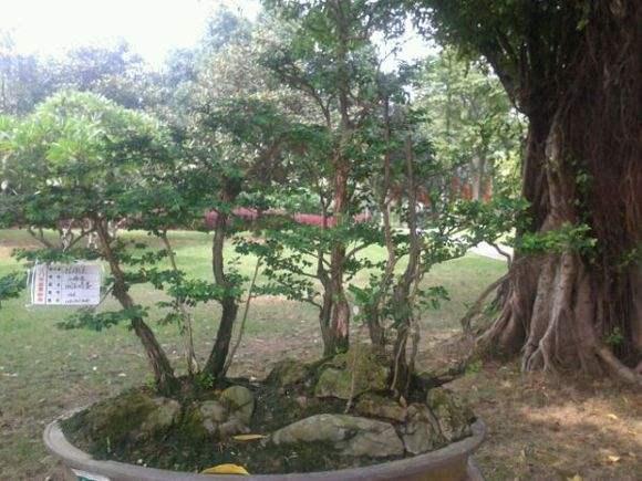 令人喜爱的茂名红豆盆景