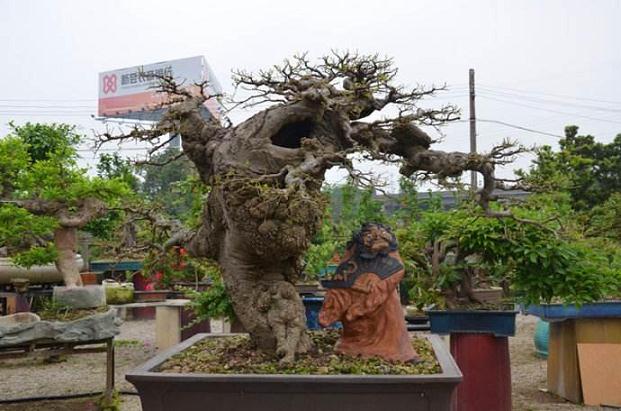 茂名：树桩盆景渐受城市居民喜爱(图)