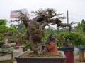 茂名树桩盆景渐受城市居民喜爱 图片