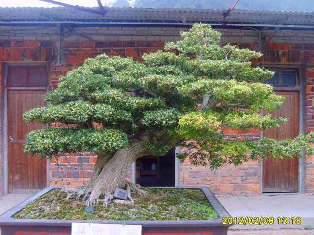 阳江市奇石喜获国际盆景赏石博览会金奖