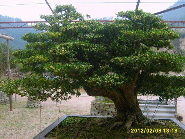 清远盆景盗窃案