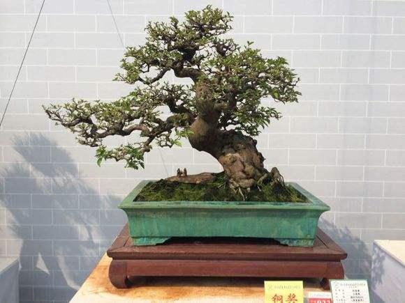 卓玛泉亮相第十届粤港澳台盆景艺术博览会