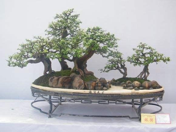 中山盆景协会十五周年