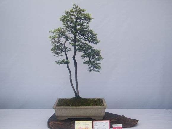 中山公园“盆景园”筹建一年多开园 占地3000多平方米