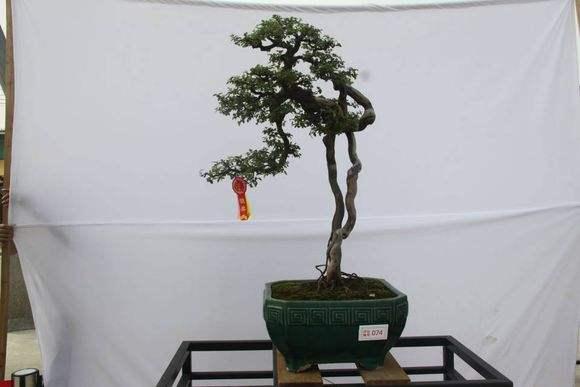 努力将中山市古镇打造中国盆景名镇