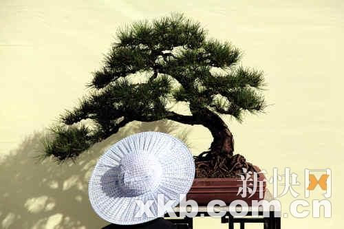 盆景雅石扮靓中山纪念堂(图)