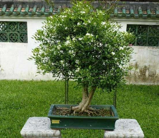 潮州市第二届文化旅游节奇石盆景展