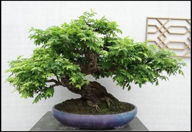 潮州奇石盆景展