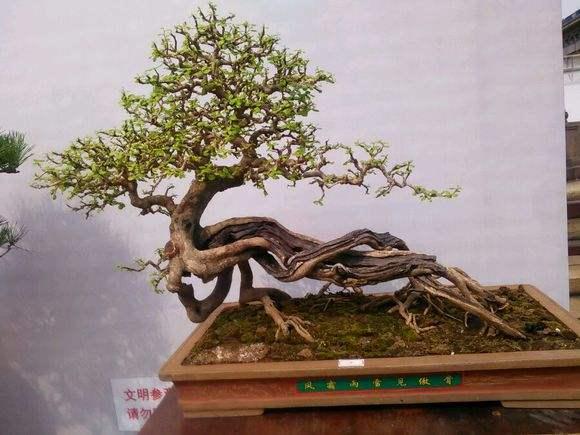 顺德陈村国际盆景雅石博览会 一块奇石600万元