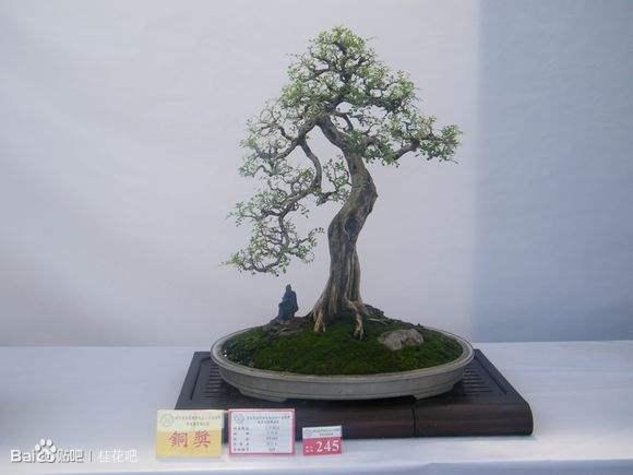 第二届海峡两岸兰花盆景展明日登陆顺德陈村