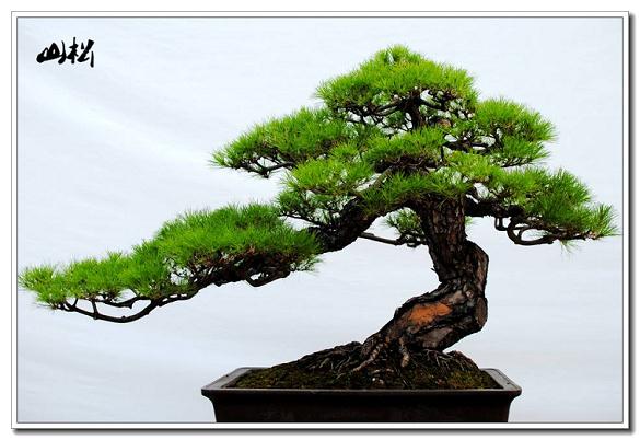 顺德盆景的四季风光