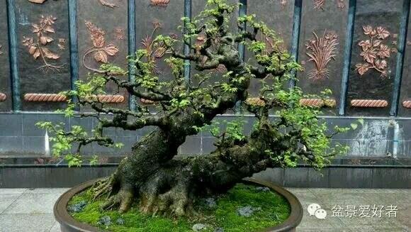 广西柳州有&ldquo;世界第一天然大盆景&rdquo;的美誉