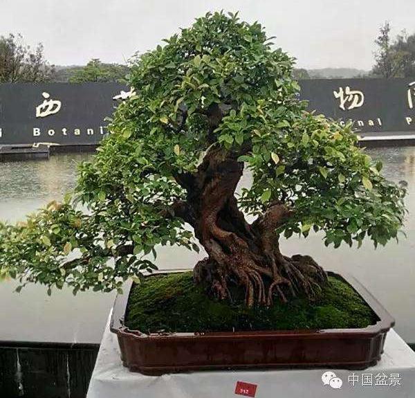 地处广西中部的柳州素有&ldquo;世界第一天然大盆景&rdquo;的美誉