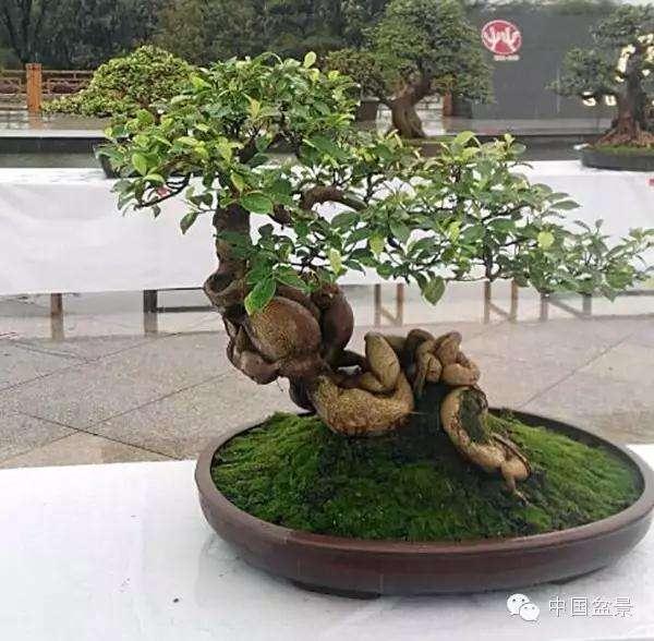 广西最大的盆景园初现&ldquo;芳容&rdquo;（组图）