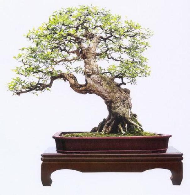 广西嘉达工程招标造价咨询有限公司关于盆景艺苑工程施工招标公告