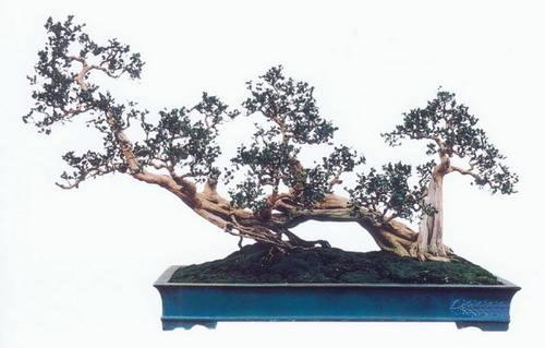 广西盆景爱好者 勇于打擂大师