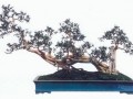广西盆景爱好者　勇于打擂大师
