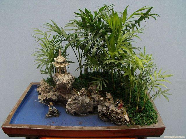 广西梧州市第十三届市花宝巾花暨盆景展即将举办