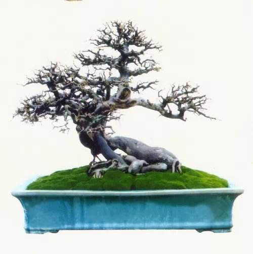 广西盆景精品展揭晓 梧州收获一金四银十铜