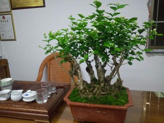 闻香识茉莉 广西横县茉莉花盆景大有可为