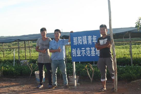 闻香识茉莉 广西横县茉莉花盆景大有可为