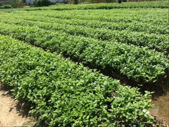 闻香识茉莉 广西横县茉莉花盆景大有可为