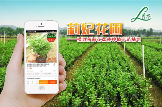 闻香识茉莉 广西横县茉莉花盆景大有可为