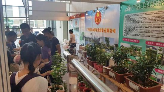 闻香识茉莉 广西横县茉莉花盆景大有可为