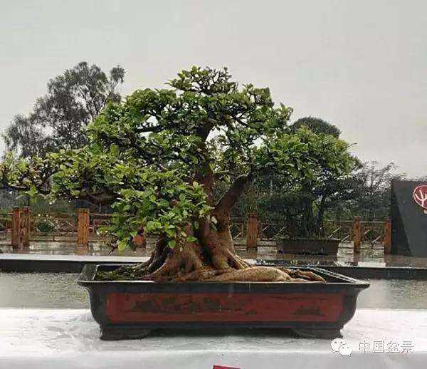 亚太盆景赏石展柳州奇石大放异彩