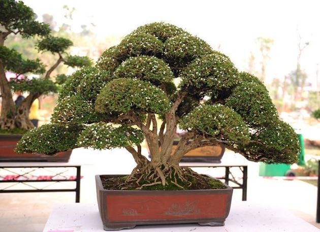 16家单位（个人）参加梧州市宝巾花展暨盆景展